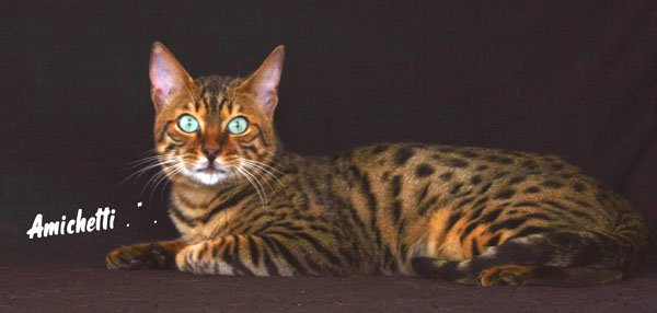 AMICAT´S BENGAL ORIGINAL