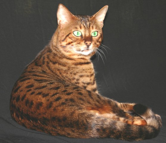 AMICATS BENGAL