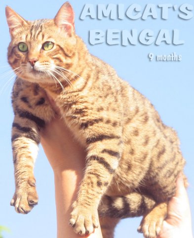 bengal