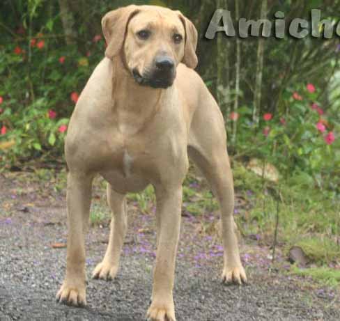 rhodesian ridgeback