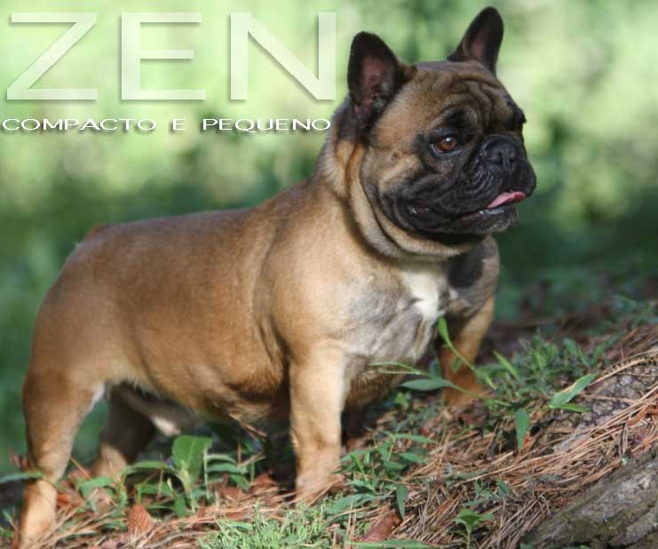 Petclube Filhotes Cães Bully Gatos Gigantes Criadores Ecologicamente  Corretos - Mini Bulldog Francês Preços Frenchie blue gene