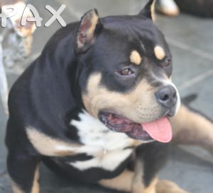 Pax Daxline Pocket bully Extreme Pitbull  Amichetti