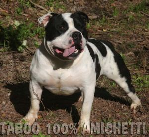 american bully 