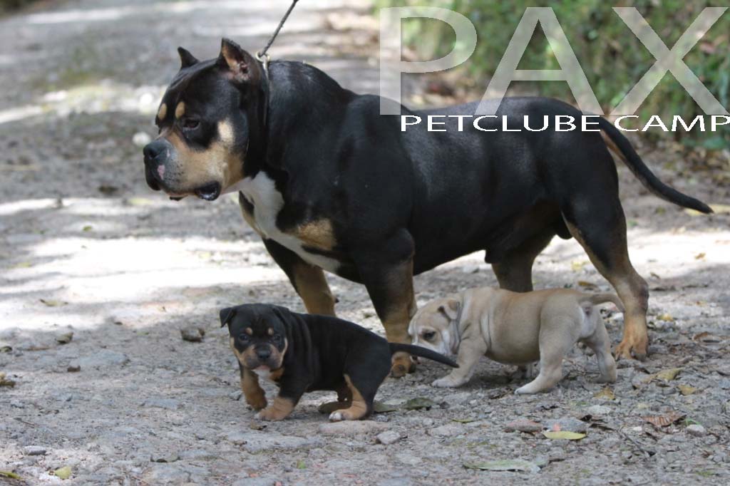 American Bullies e pitbull com sangue Gotti são companheiros perfeitos para a família