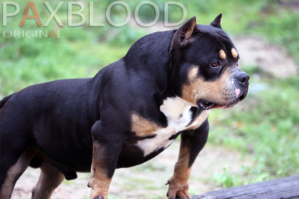 American Bully Gottyline Dax . The world most famous American