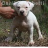 FILHOTES SUPER AMERICAN STAFFORDSHIRE TERRIER PITBULL OVER BULLY BLUE NOSE