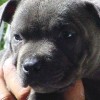 AMERICAN STAFFORDSHIRE TERRIER CINZA BLUE