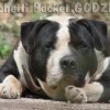 OVERBULLY  AMSTAFF SUPER AMERICAN BULLY BLUE NOSE 