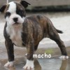 pocket bully amichetti