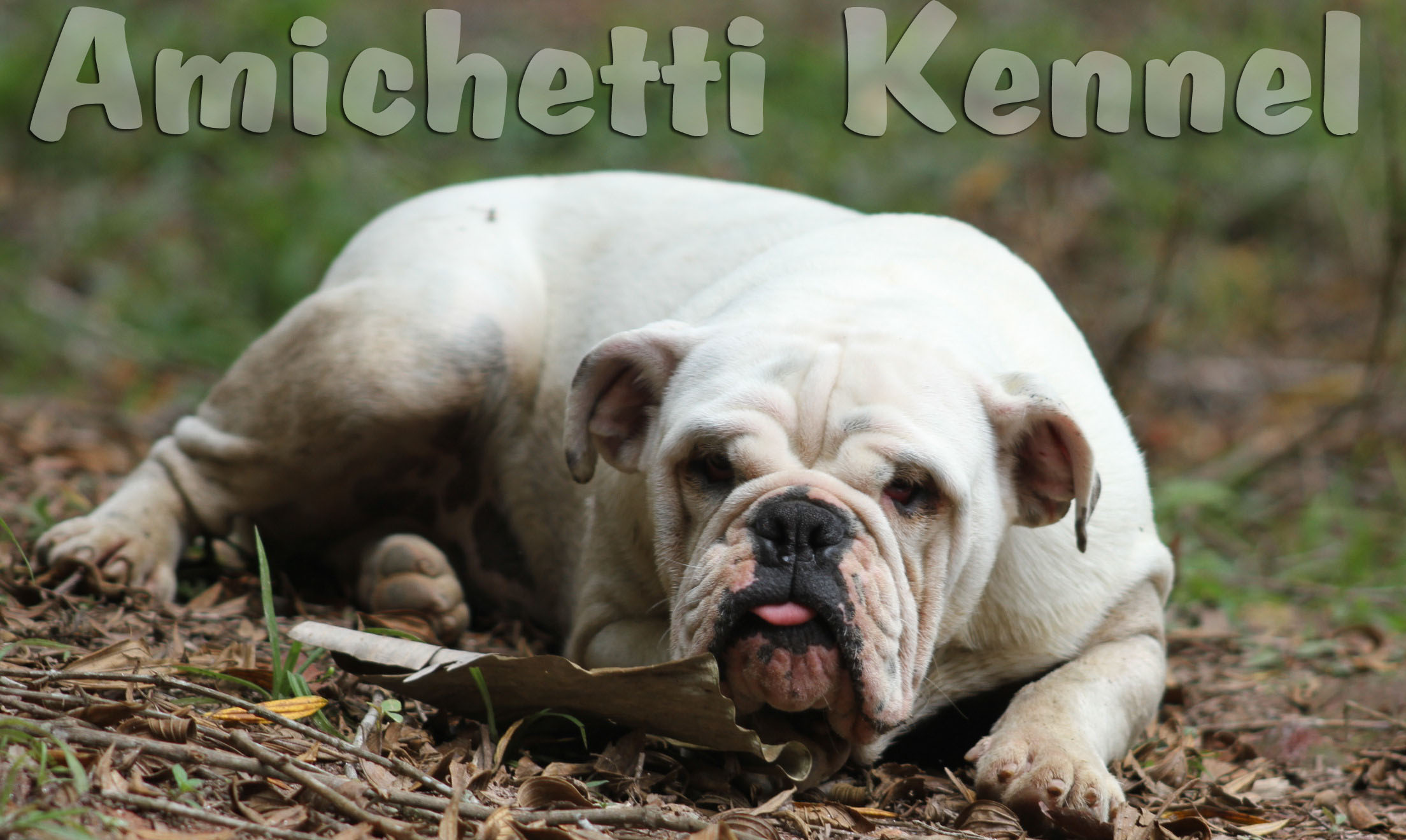 20 Top Photos English Bulldog Rare Color Chart / Boston Leather Dog Muzzles | Pro Collection | Angel Pet ...