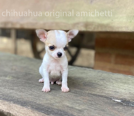 mini toy chihuahua cão menor do mundo amichetti canil criadores Brasil