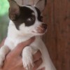 Chihuahua Pocket 