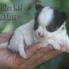 Mini Chihuahua Fêmea