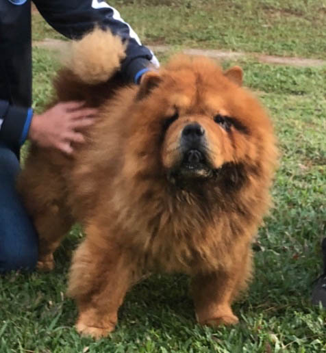 grchorionshamballa petclubechowchow