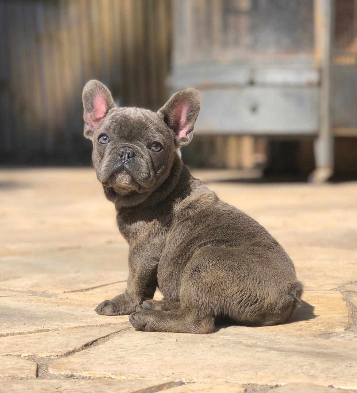 blue Frenchie Petclube amigo