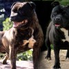 staffordshirebullterrierpuppies