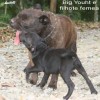 staffordshirebullterrierpuppies