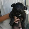 staffordshirebullterrierpuppies