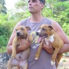 staffordshirebullterrierpuppies