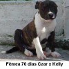 staffordshirebullterrierpuppies