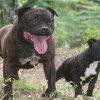 staffordshirebullterrierpuppies