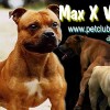 staffordshirebullterrierpuppies