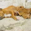 staffordshirebullterrierpuppies