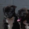 staffordshirebullterrierpuppies