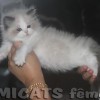 Ragdoll Filhotes Gatil Premiado Amicats