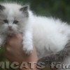 Ragdoll Filhotes Gatil Premiado Amicats