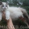 Ragdoll Filhotes Gatil Premiado Amicats