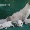 Ragdoll Filhotes Gatil Premiado Amicats