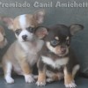 chihuahuapuppies