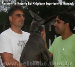 tai ridgeback in Brasil