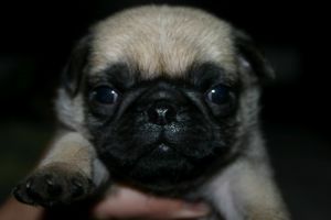 pug