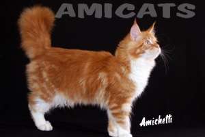 MAINE COON AMICATS