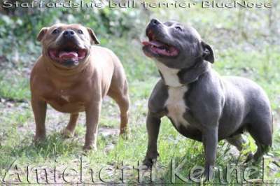 bruce bonie Amichetti Stafforshire bull terrier blue blue fawn