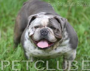 bluebulldogspetclubeWEB1