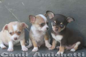 Filhotes para venda de Chihuahua