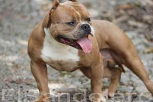 Paxblood American Bully Moderno 