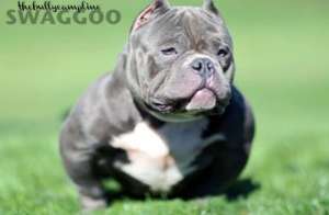 THE BULLY CAMPS MR. SWAGGOO Exotic American Bully