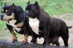 super american bully PAX american bully PUPS TRICOLORED Canile Amichetti pitbull