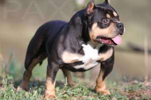American Bully Tricolored AmericanBully Pax