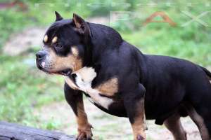 EXTREME BULLY,american bully
