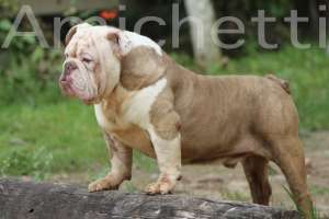 bulldog ingles  cor rra bulldog colorido rare color bulldog