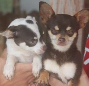 chihuahua chocolate tan mini cães canil Amichetti