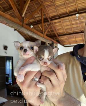 #Chihuahua#Chihuahuafemea#chihuahuamini#Chihuahuafilhotes##Chihuahuapics#Chihuahuaamichetti#Chihuahuacanilamichetti#Chihuahuamicro#minicão#canil#Chihuahua