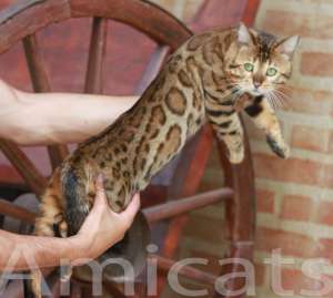 gato mini leopardo mini tigrinho oncinha bengal amicats gatil criador sp