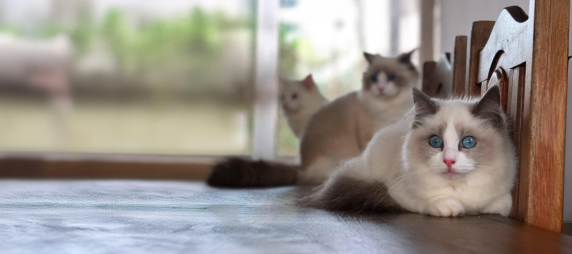 Filhotes de Cães Bully e Gatos Gigantes